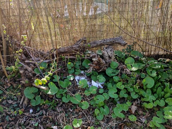 Coin du jardin où je mets les souches d'arbustes