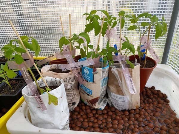 Transplantation des tomates