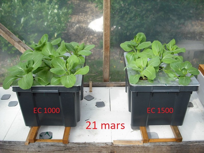 Pak Choï EC 1000-1500 21 mars.jpg