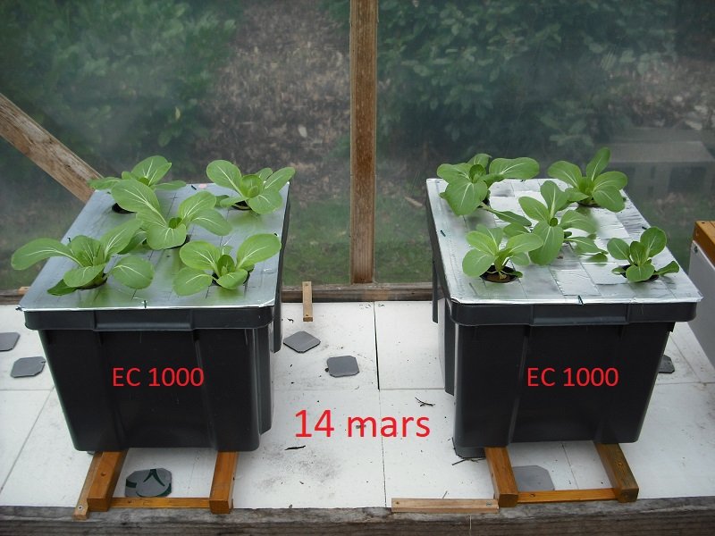 Pak Choï EC 1000 14 mars.jpg
