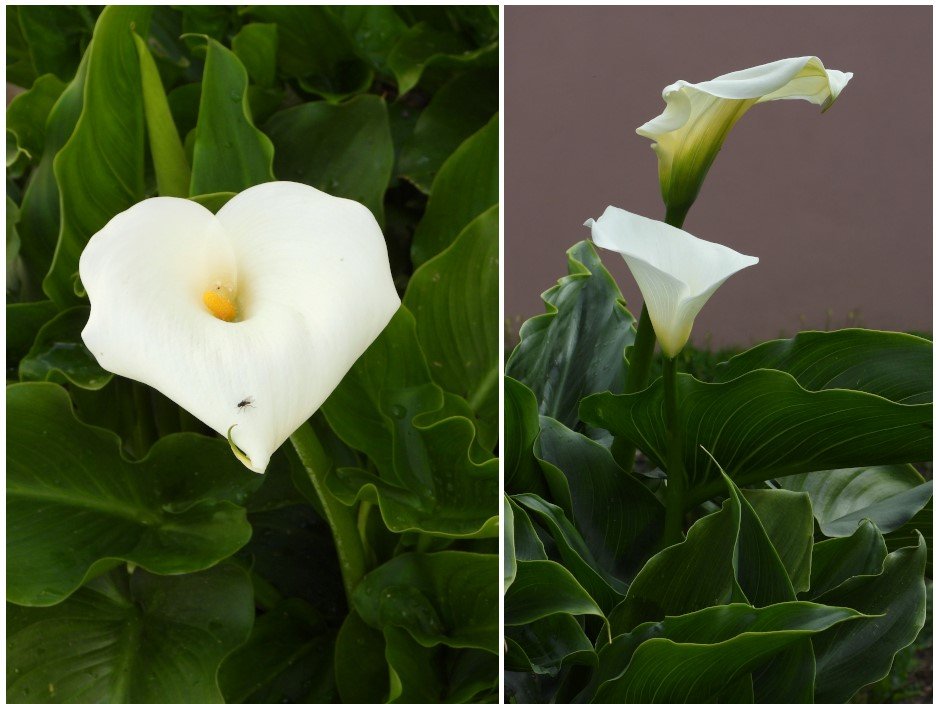 arum.jpg