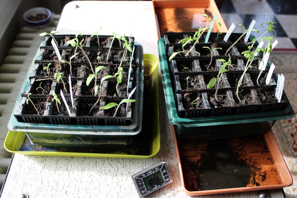 230329_tomates-nursery_IMG6589r.jpg