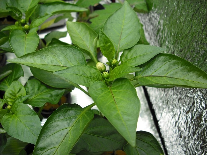 Piment 2 avril (1).jpg
