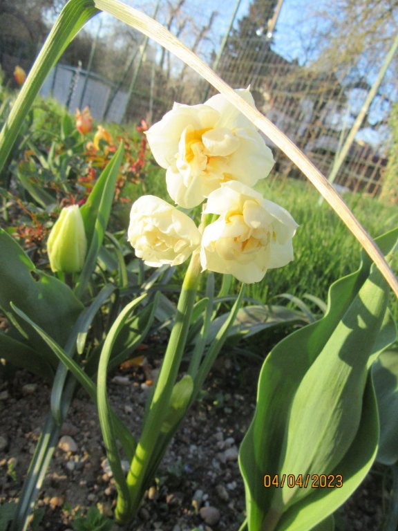 narcisses multiple.jpg