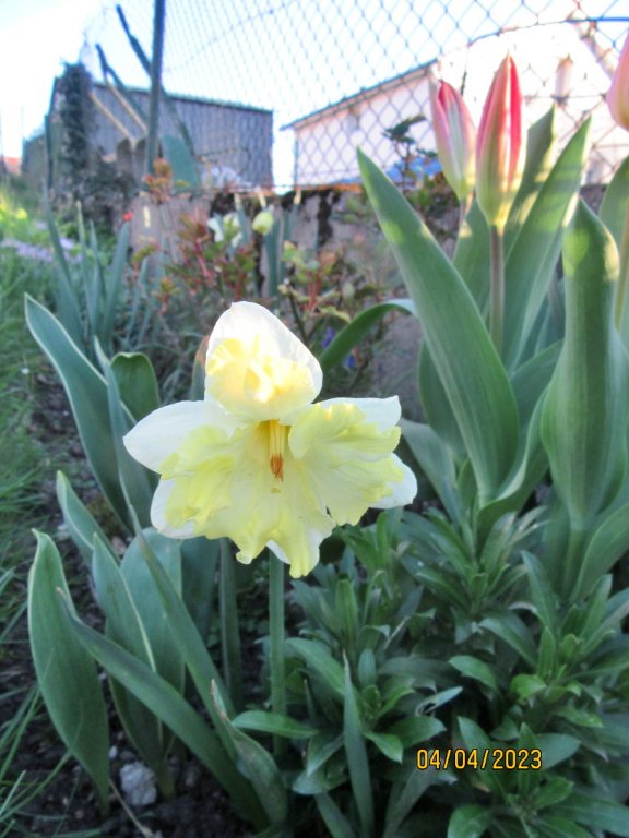 narcisse blanc.jpg