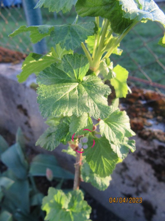 cassis boutons.jpg