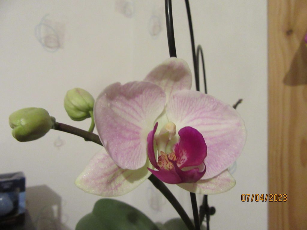 2orchid ouv.jpg