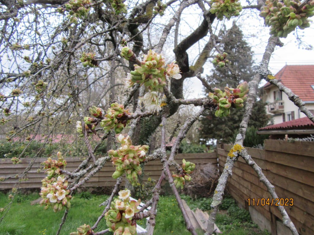 cerisier11avril.jpg