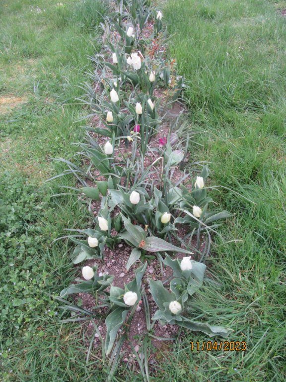 tulipe bande rosier.jpg