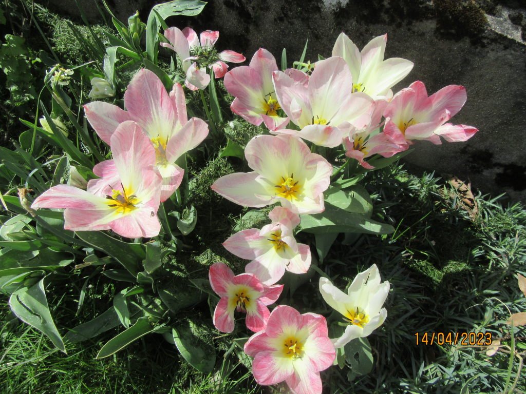 tulipe maria.jpg