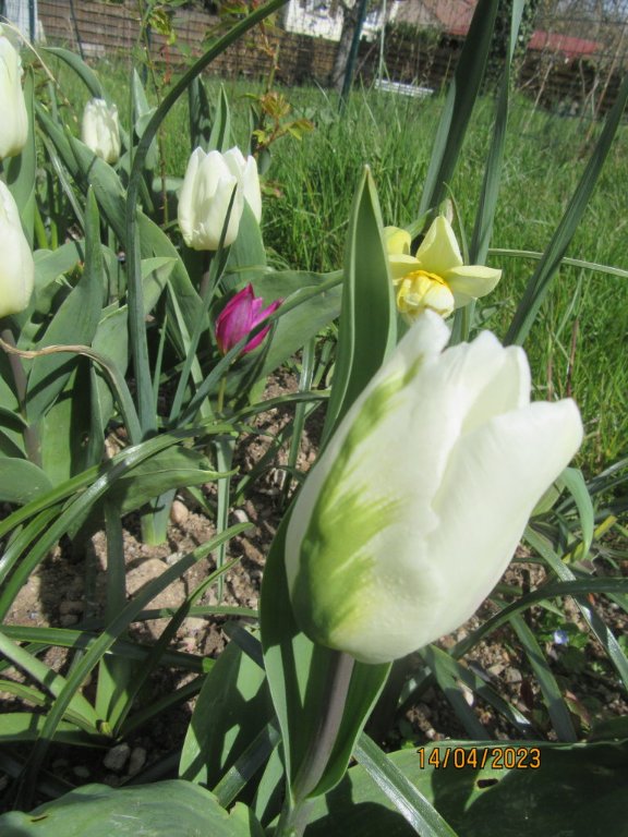 tul blanc vert.jpg