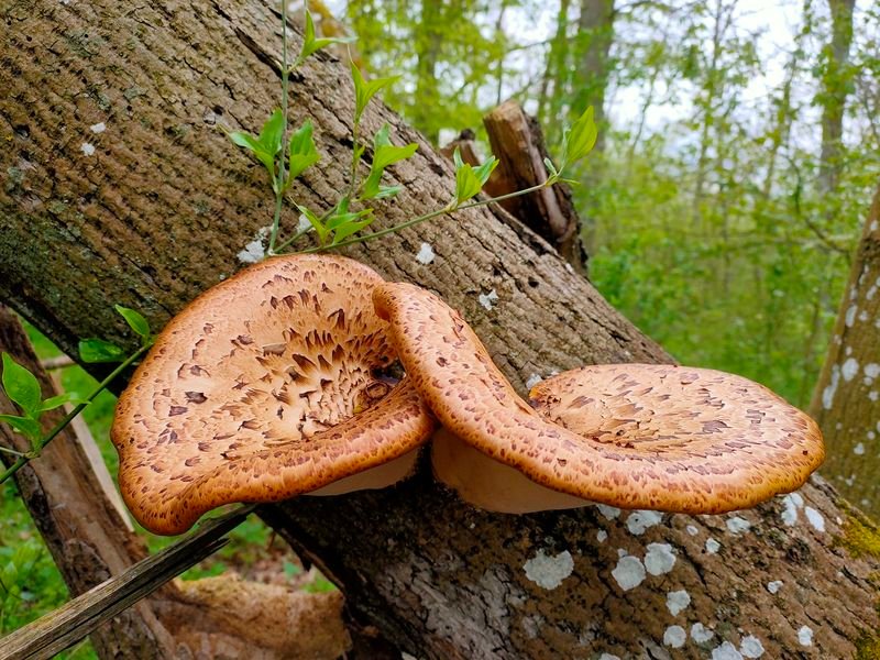 Champignons sur un arbre