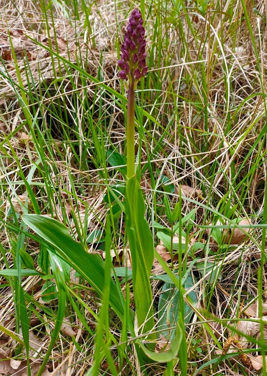Orchidée au bord du chemin
