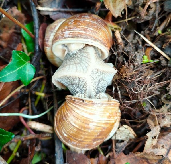accouplement_escargots.jpg