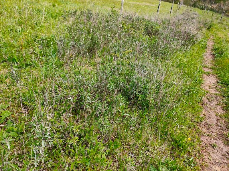 Massif de sauge au bord du chemin
