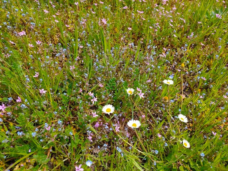 Fleurs au bord du chemin