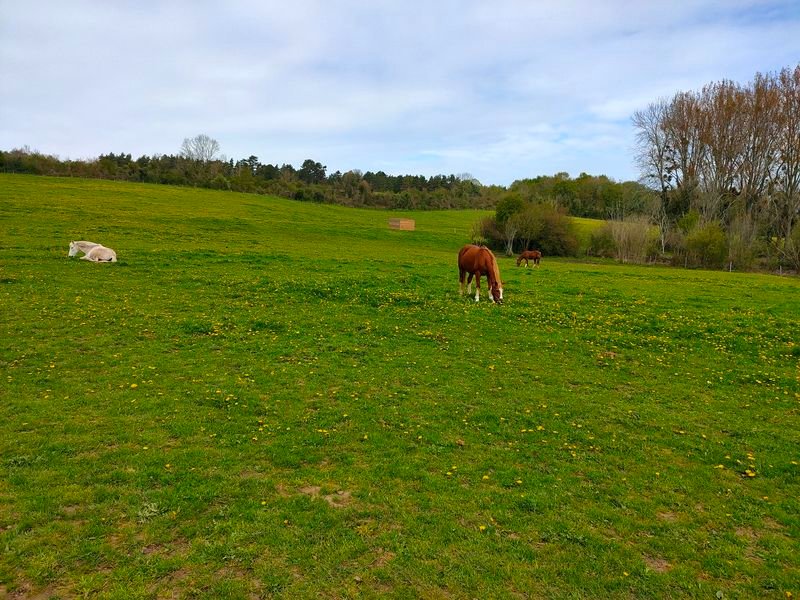 Chevaux dans un champ de pissenlits