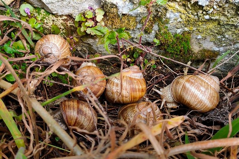 escargots_de_bourgogne.jpg