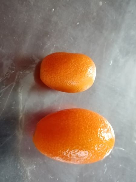 kumquat 2023.jpg