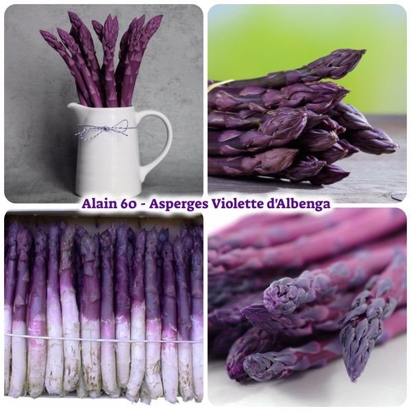Asparago Violetto d'Albenga3.jpg