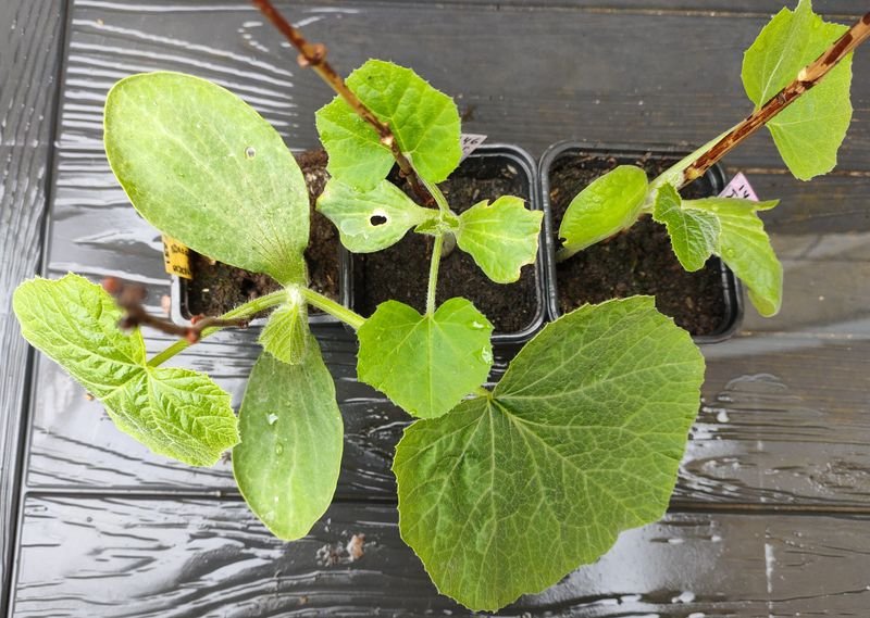 Tromba d'albenga à droite et courgette à gauche