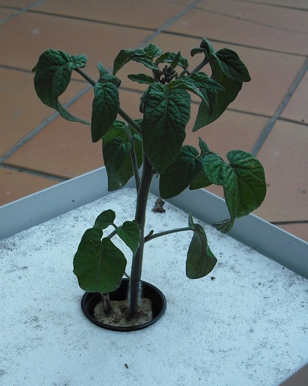 Tiny Green 19 mai (2).jpg