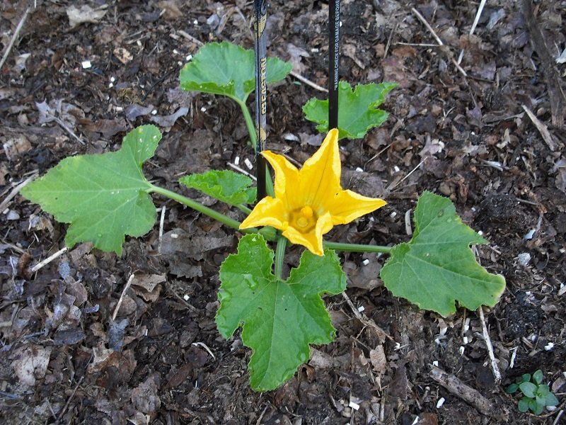 Courgette 23 mai.jpg