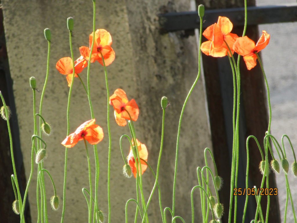 coquelicot25mai.jpg