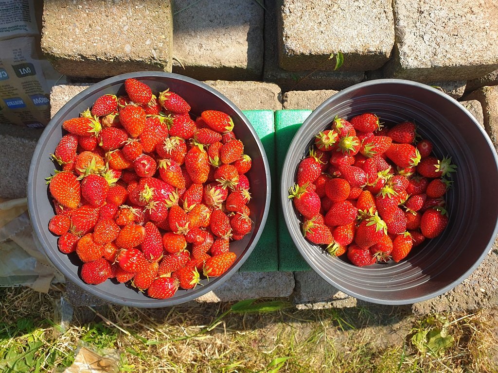 230605 fraises.jpg