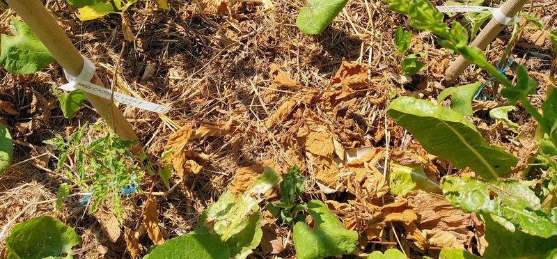 La tomate au feuillage vert chartreuse à côté d'une autre (à droite) au feuillage de pomme de terre