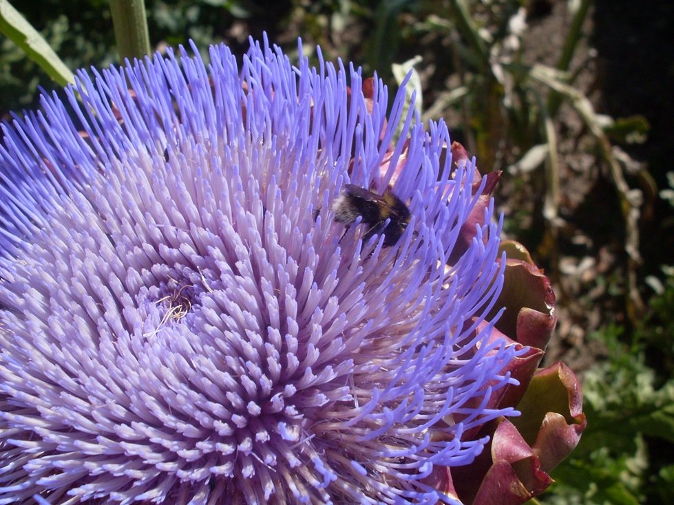 FLEUR D'ARTICHAUT rdt.jpg