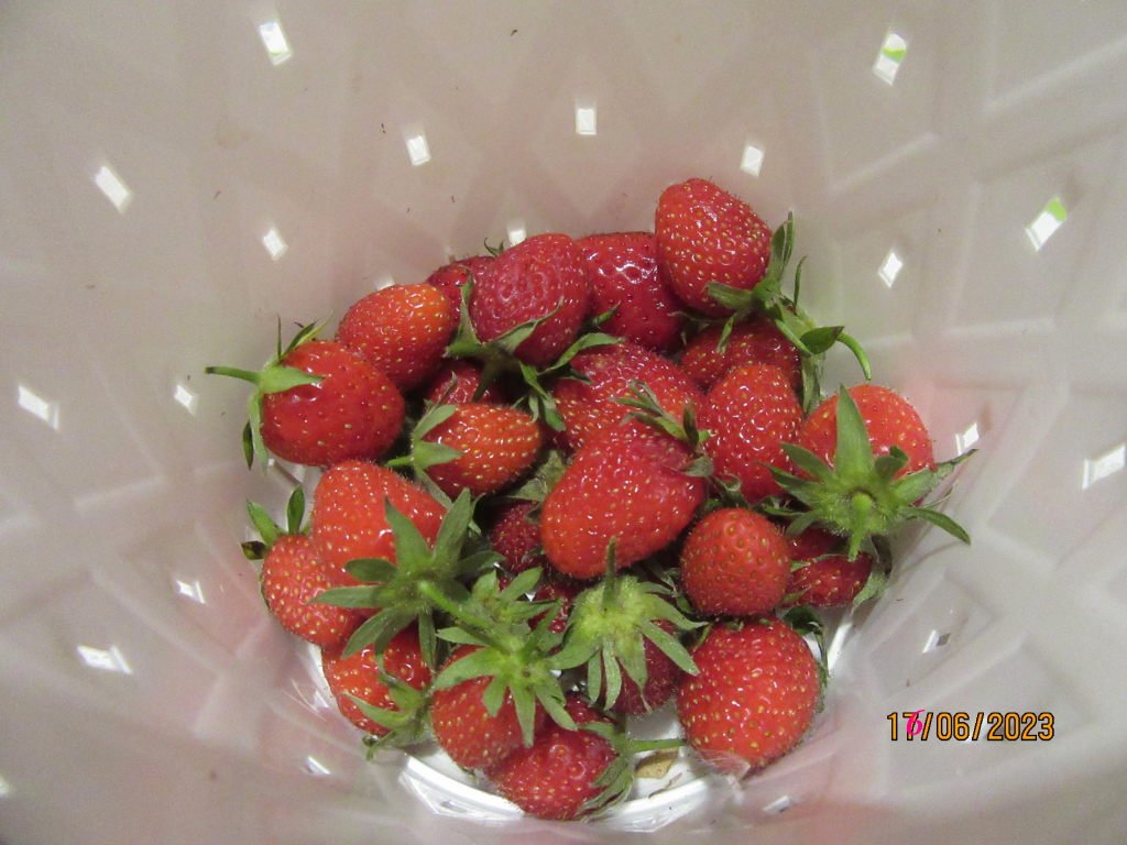 fraises16juin.jpg