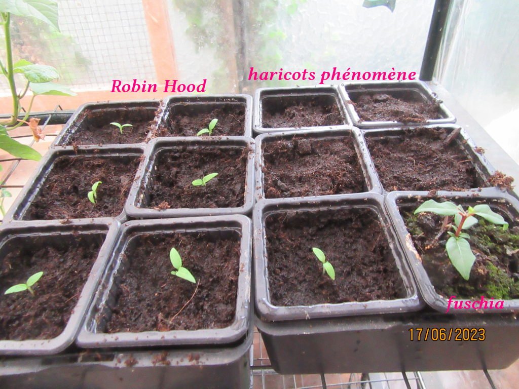 rh et haricots17juin.jpg