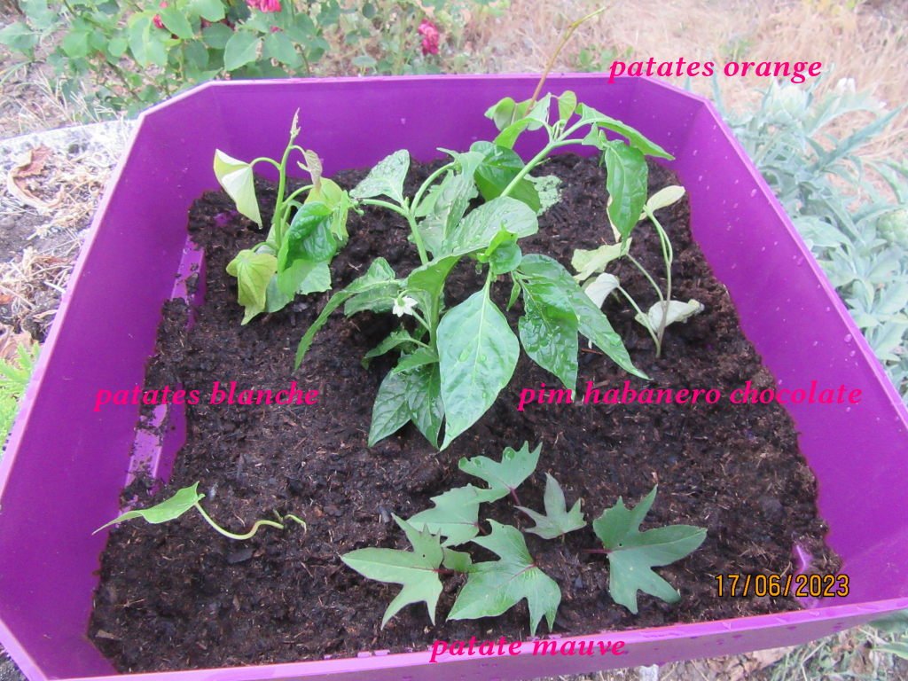 patates varies.jpg