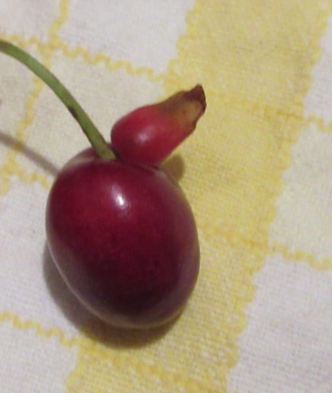 cerisolulu.jpg
