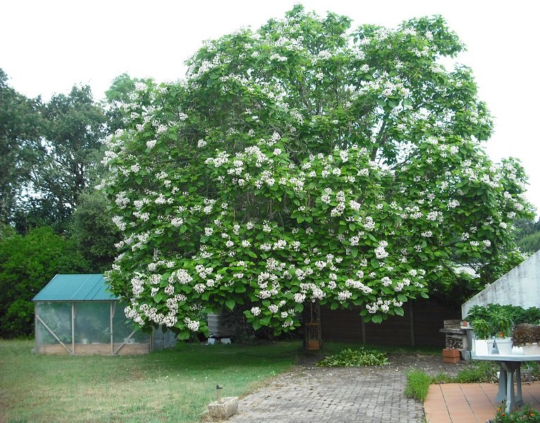 Catalpa.jpg