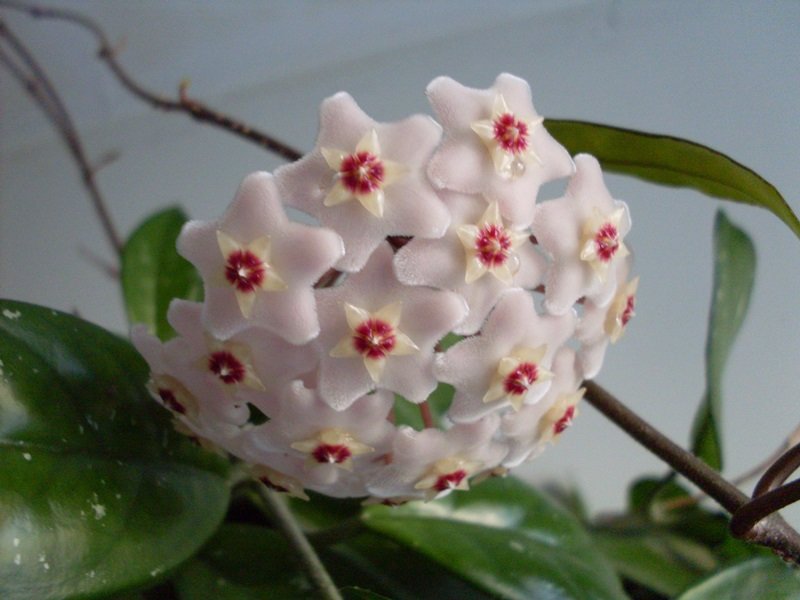 Hoya RDT.jpg