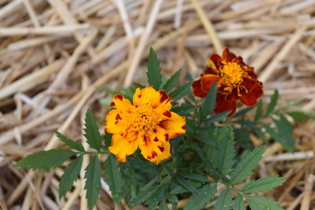 DSC_2860_1024x768.JPG