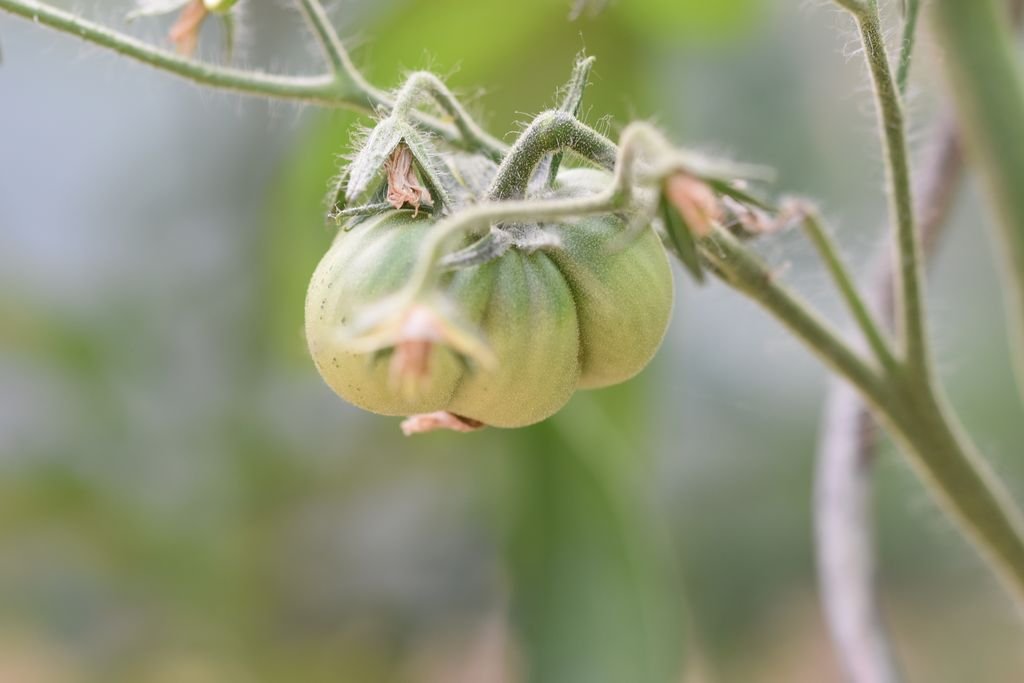 DSC_2888_black krim potato_1024x768.JPG