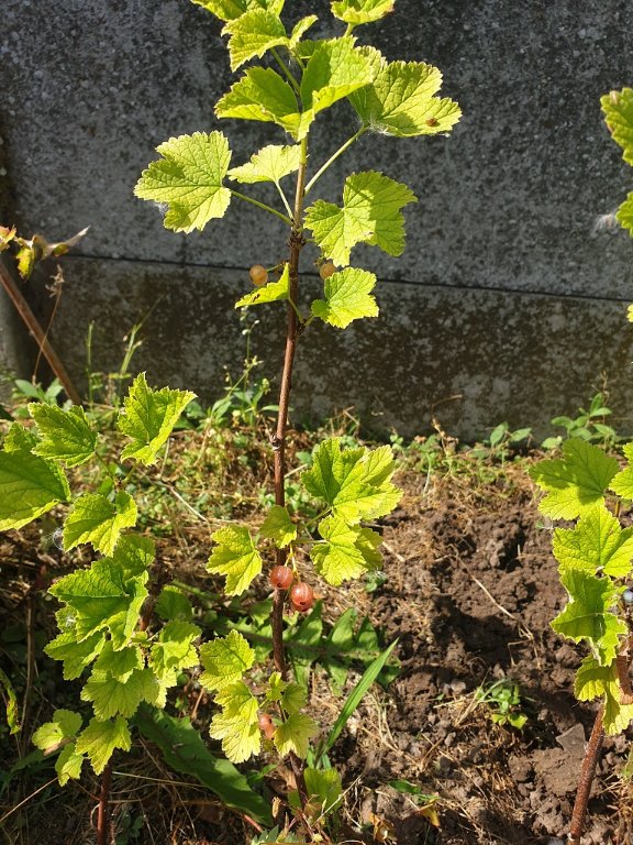 230623 pousse de groseillier.jpg