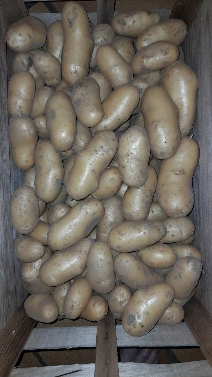 récolte pdt 28 6 23.jpg