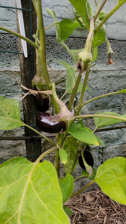 aubergines 1.jpg
