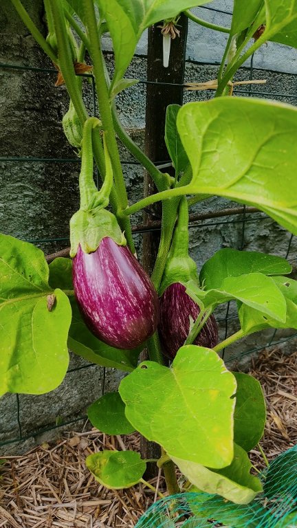 aubergines 2.jpg