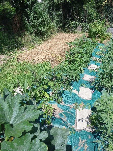 Ici on peut voir deux rangs, un d'aubergines et l'autre de piments (doux) et poivrons, à côté d'un plant de courgette exubérant. Tout au fond, des céleris raves.