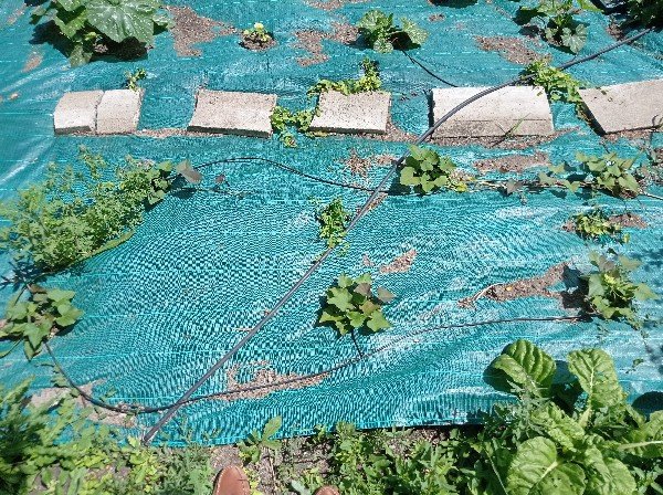 Je tente pour la première fois des patates douces... autant dans l'idée d'en récolter le feuillage que les tubercules.