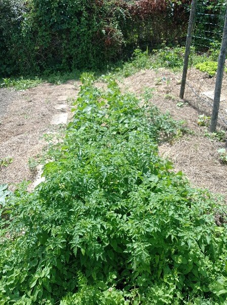 Ici j'ai des haricots nains, envahis par des tomates que je n'ai pas (encore) eu le courage d'arracher...