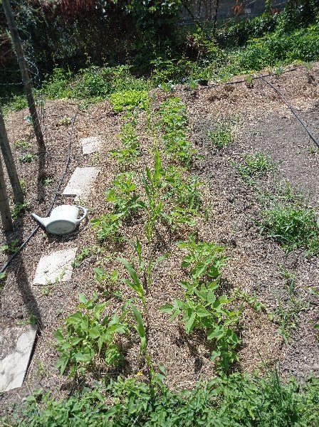 J'ai mis des haricots à rames, avec du sorgho à balais pour servir de tuteur, mais je pense que je vais être bon pour prévoir autre chose car celui-ci pousse trop lentement.