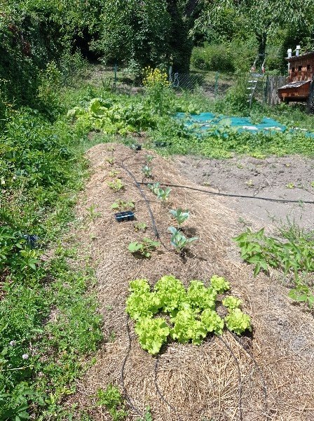 Sur une autre lasagne, j'ai mis des choux et courges qui pour l'instant se développent tranquillement.