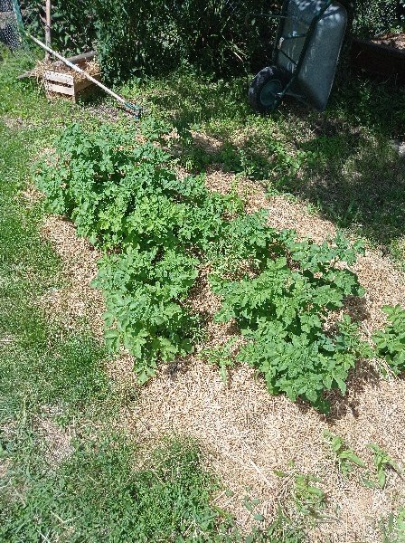 Je tente pour la première fois les patates sur gazon, on verra bien ce que ça donnera... pour l'instant ça pousse !