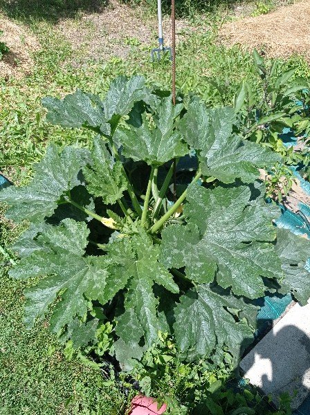 Détail sur le plant de courgette... c'est le seul aussi développé, le mois de mai sous le tunnel de forçage lui a fait le plus grand bien, c'est le seul qui produit à ce jour.